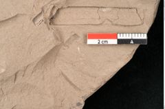 Foto (Detailansicht) von Pseudopinus wilkinsoni Ettingshausen (NHMW-GEO-2024-0188-10373c)